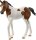 schleich® HorseClub 14899 Paint Horse Fohlen