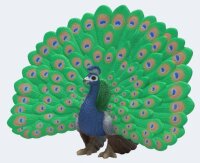 schleich® FarmWorld 14926 Pfau