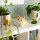 Legami SQIF0006 Stress Less-Antistress-Spielzeug-Corgi