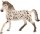 schleich® HorseClub 13889 Knabstrupper Hengst